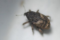 Cryptorhynchus obliquus