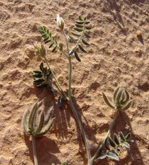 Astragalus schimperi