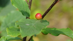 Frangula alnus