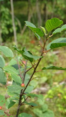 Frangula alnus