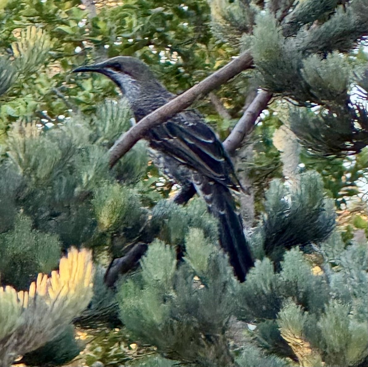 Western Wattlebird illustration