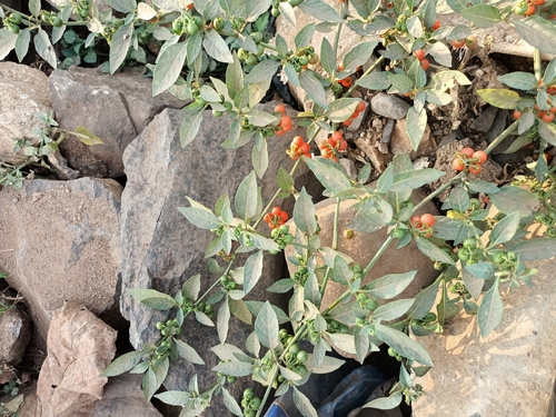 red nightshade