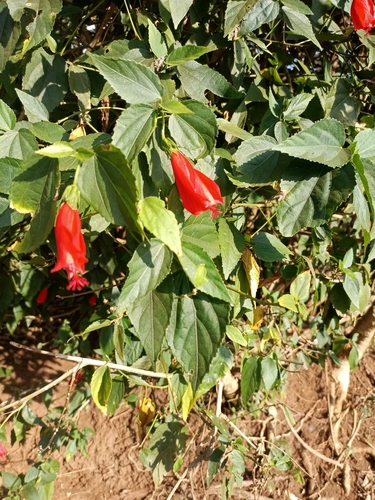 Sleeping Hibiscus