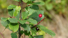 Frangula alnus