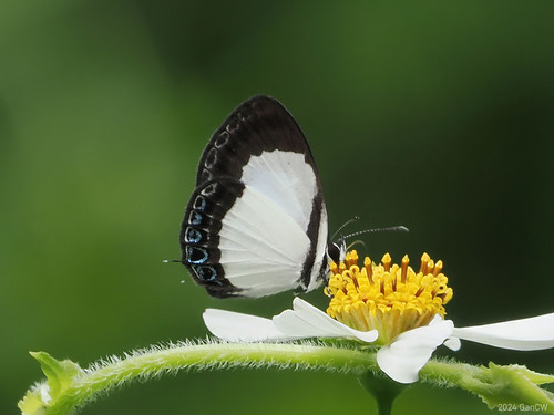 Discolampa albula