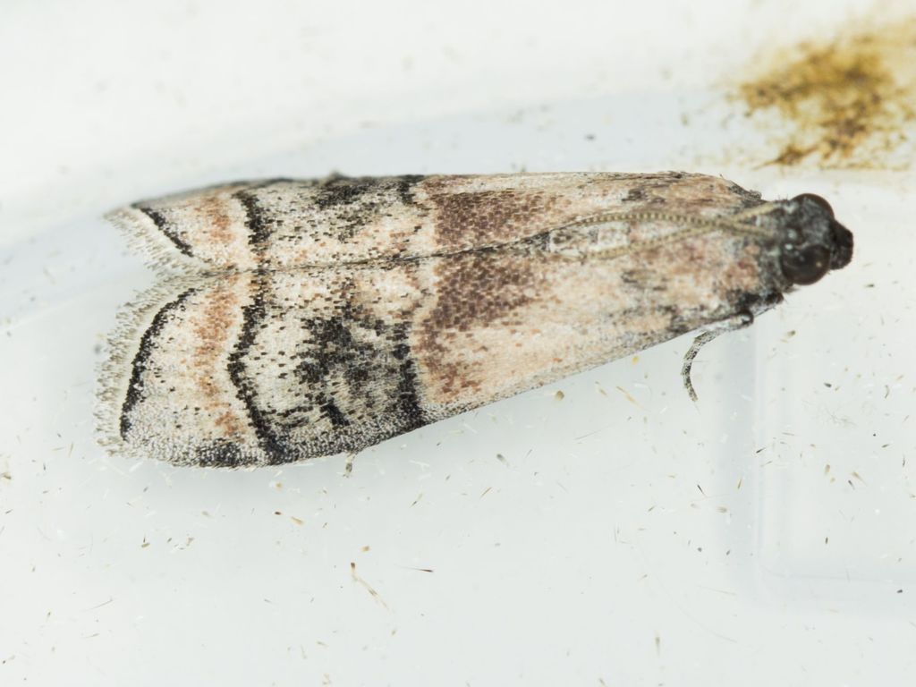Euzophera vinnulella