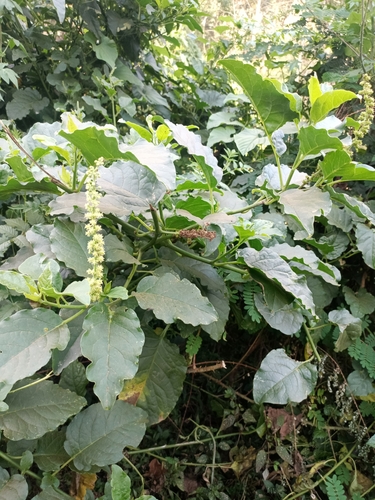 African Soapberry