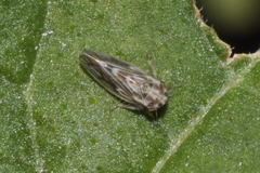 Agalliini