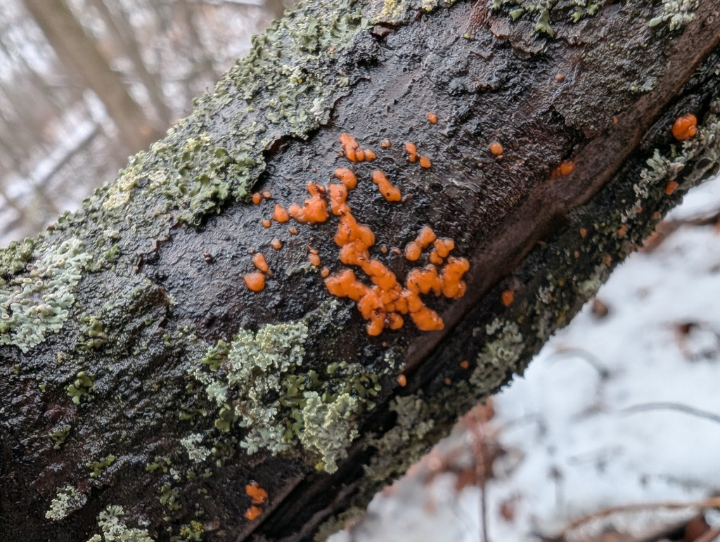 Tulasnella sp. 'MI01'