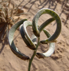 Astragalus intercedens