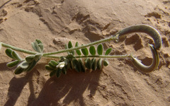 Astragalus intercedens