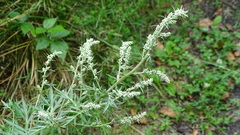 Artemisia vulgaris