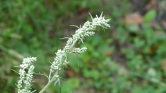 Artemisia vulgaris