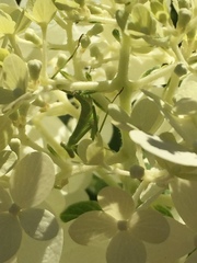 Stagmomantis carolina