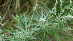 Artemisia vulgaris