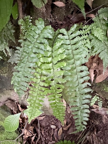 Hymenasplenium hondoense iNat (1)