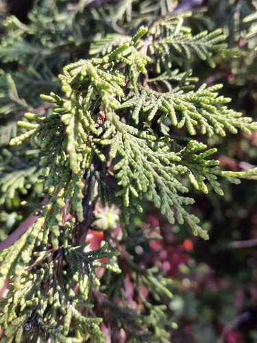 Juniperus monticola, photograph 3