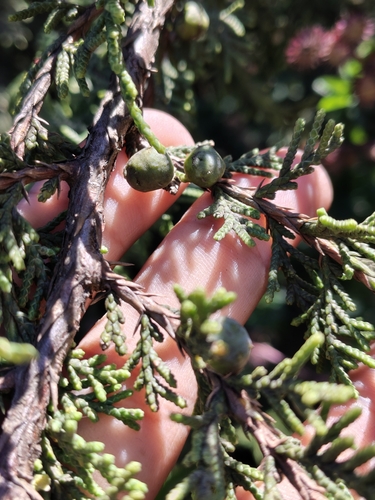 Image of Juniperus monticola by (c) Abraham Sánchez Romero, some rights reserved (CC BY)