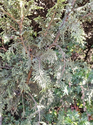 Juniperus monticola, photograph 5