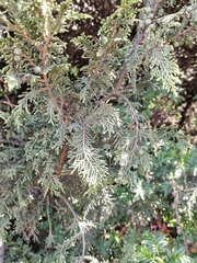 Juniperus monticola, photograph (c) Abraham Sánchez Romero, some rights reserved (CC BY)