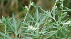 Artemisia vulgaris