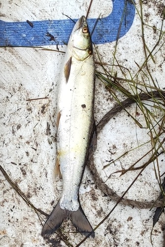 Kanyu (Elopichthys bambusa) — Cyprinidae — 4