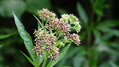 Eupatorium cannabinum