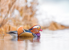 Mandarin Duck photo 3