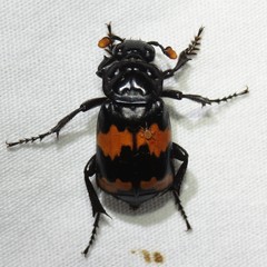 Nicrophorus mexicanus