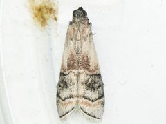 Euzophera vinnulella