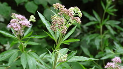 Eupatorium cannabinum