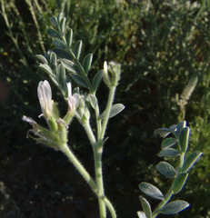 Astragalus intercedens