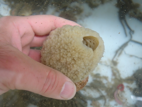Suberites luetkenii