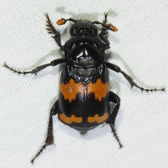 Nicrophorus mexicanus