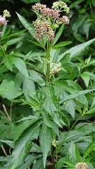 Eupatorium cannabinum