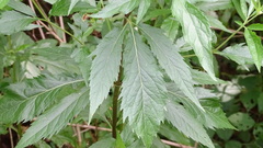 Eupatorium cannabinum
