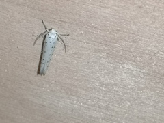 Yponomeuta evonymella