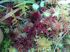 Sphagnum rubellum