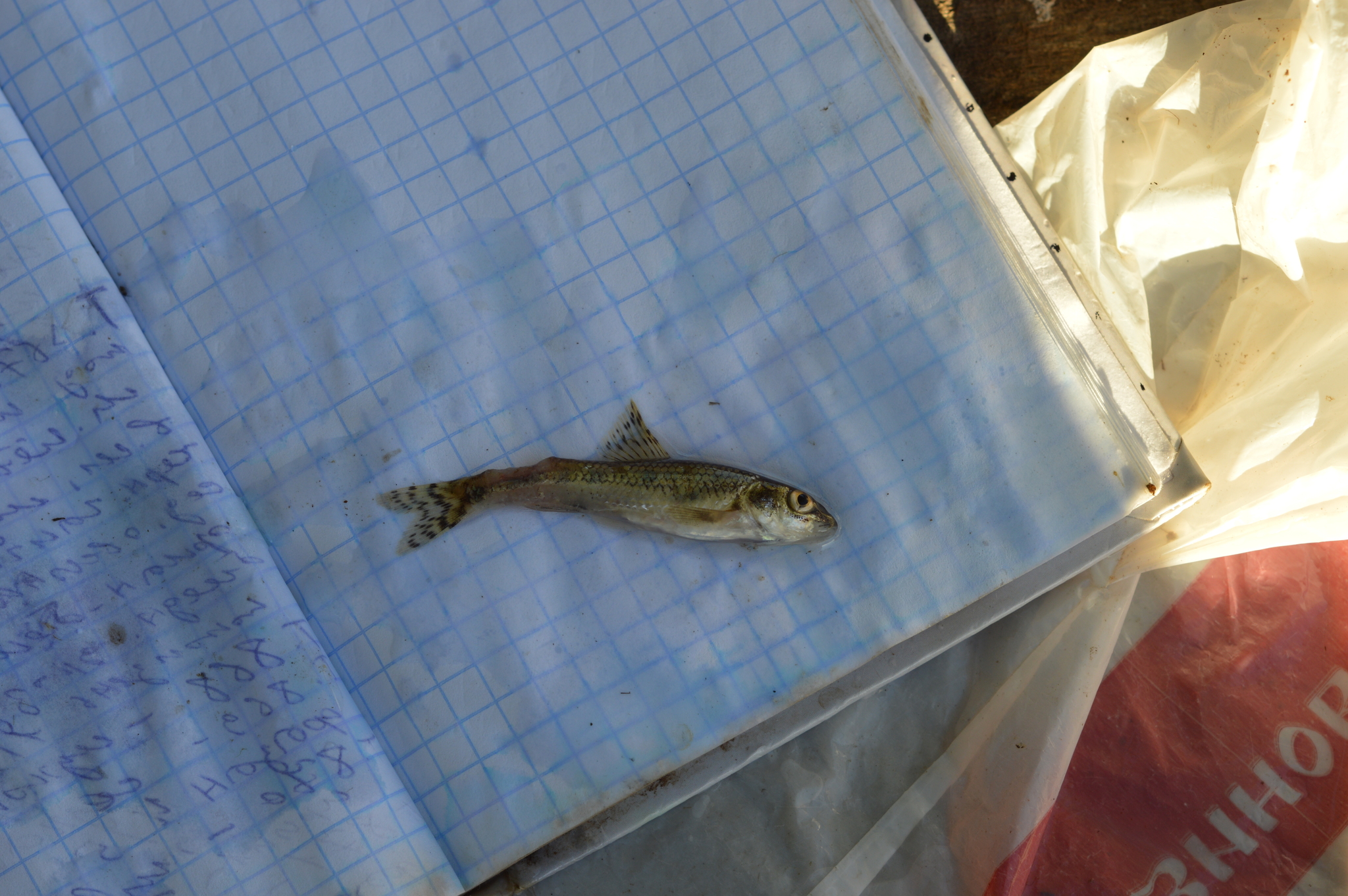 Pacific Gudgeon photo 3