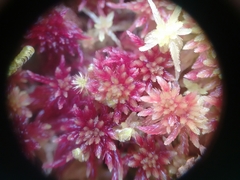 Sphagnum rubellum