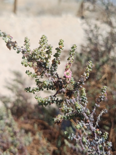 Image of Maireana brevifolia by (c) Álvaro Parra Valdivia, some rights reserved (CC BY)