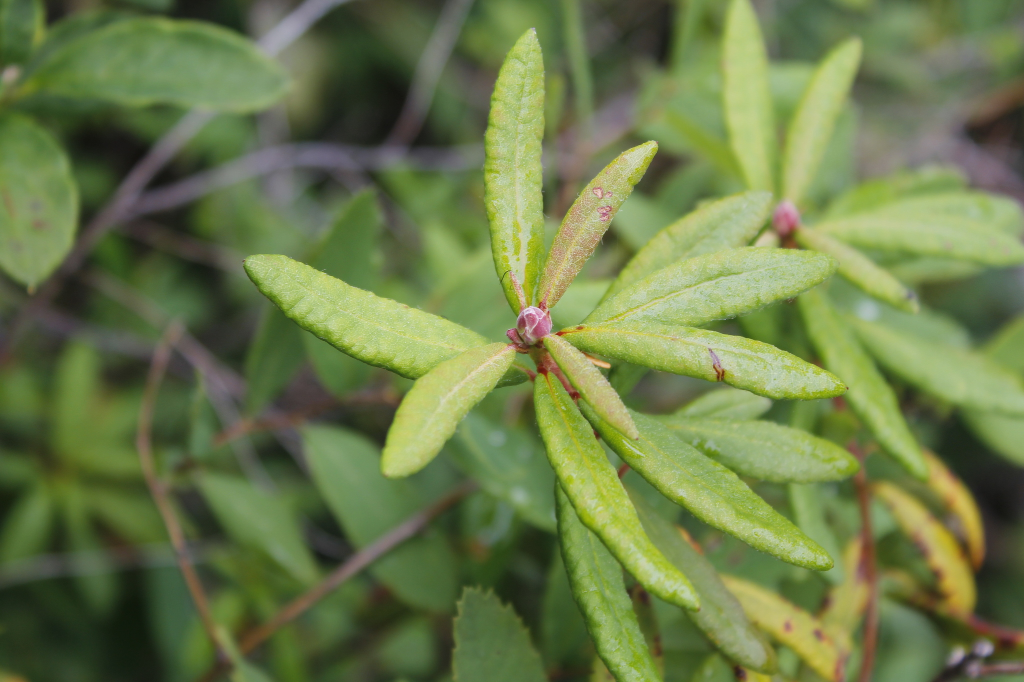 what eats bog labrador tea