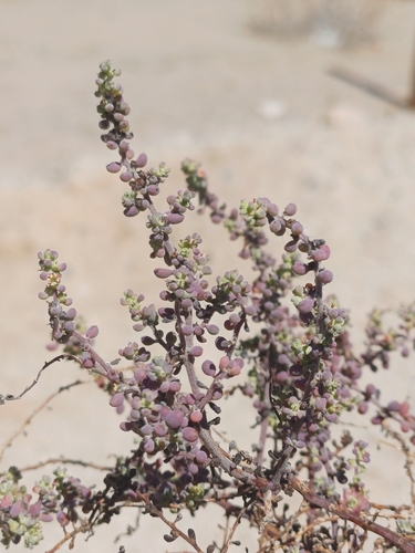 Image of Maireana brevifolia by (c) Álvaro Parra Valdivia, some rights reserved (CC BY)