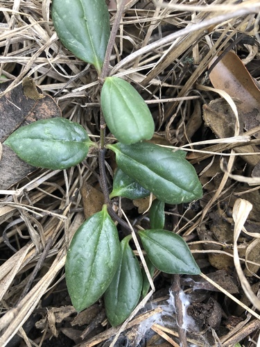 Ceropegia rendallii