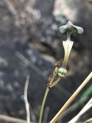 Ceropegia rendallii