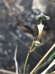 Ceropegia rendallii