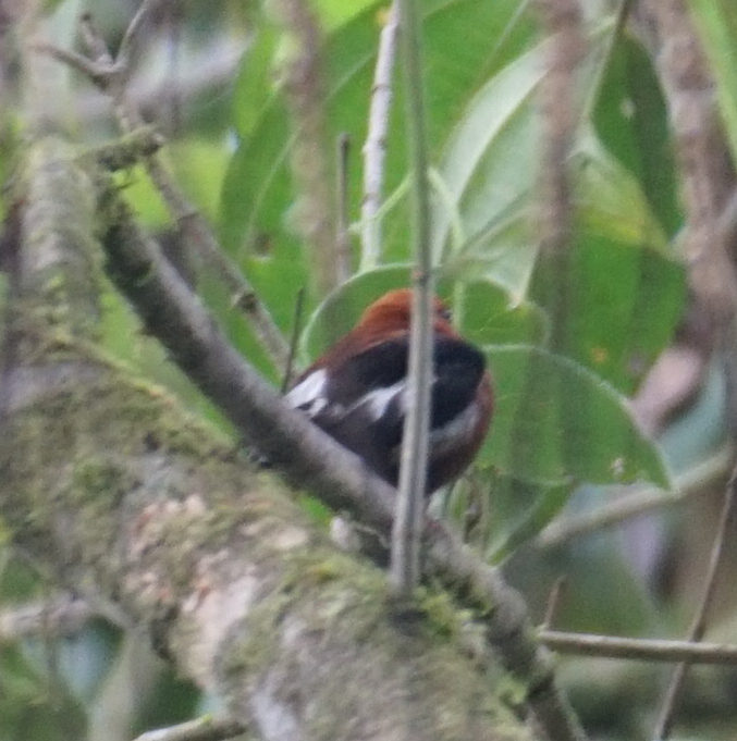 Club-winged Manakin (Machaeropterus deliciosus), photo 5