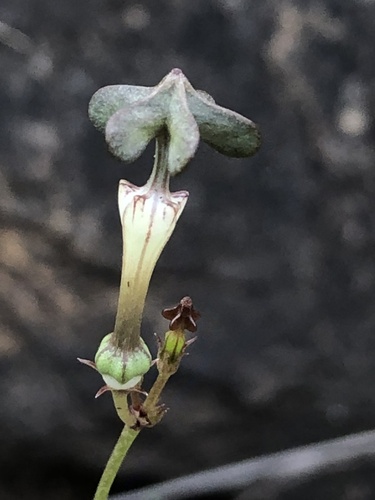 Ceropegia rendallii