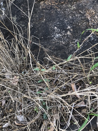 Ceropegia rendallii