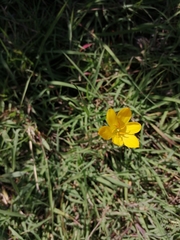 Zephyranthes citrina